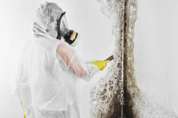 Best Mold Removal Near Me  in San Andreas, CA