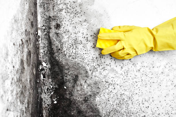 Certified Mold Removal in San Andreas, CA