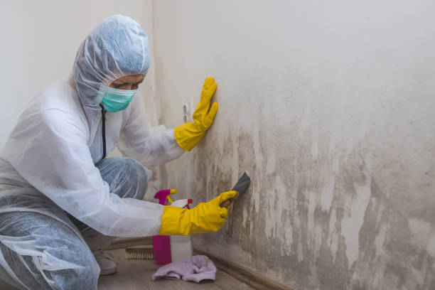 Best Office Mold Removal Services  in San Andreas, CA