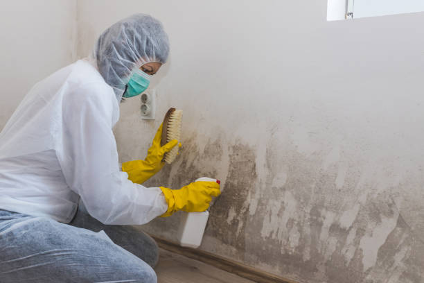 Best Residential Mold Removal  in San Andreas, CA