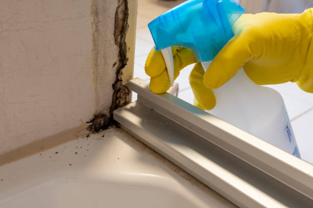 Best Mold Testing  in San Andreas, CA