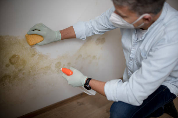 Best Emergency Mold Removal  in San Andreas, CA
