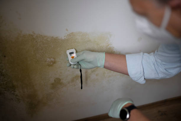 Best Mold Cleaning Services  in San Andreas, CA