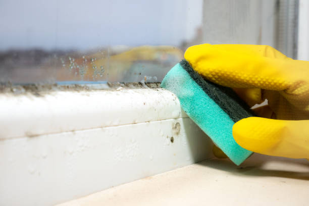 Best Commercial Mold Removal  in San Andreas, CA