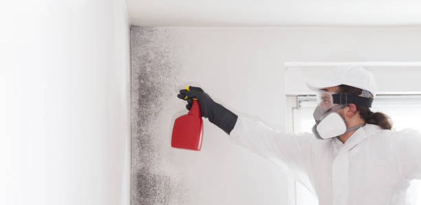 Best Mold Remediation  in San Andreas, CA
