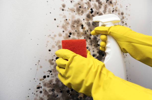 Best Fast Mold Removal  in San Andreas, CA
