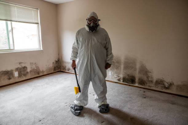 Best Attic Mold Removal  in San Andreas, CA