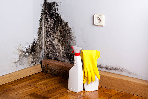 Best Best Mold Removal Companies  in San Andreas, CA