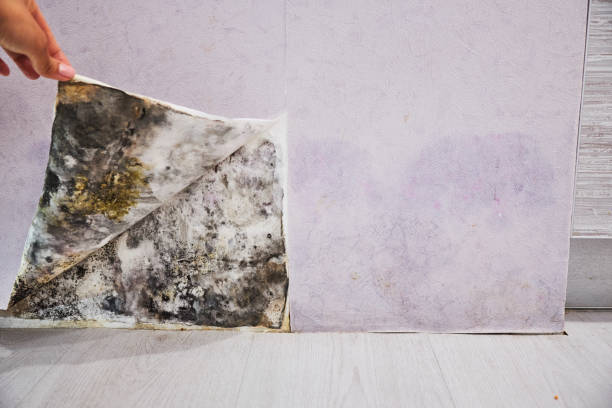 Best Mold Removal Process  in San Andreas, CA